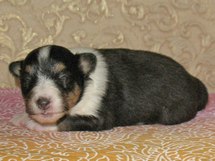 puppies