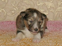 puppies