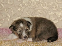 puppies