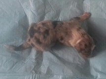 puppies