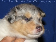 puppies