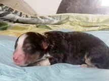 puppies