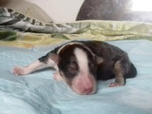 puppies