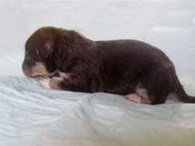 puppies