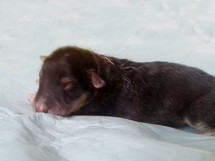puppies