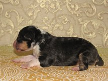 puppies