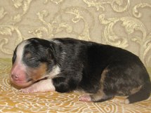 puppies