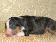 puppies