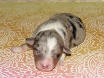 puppies