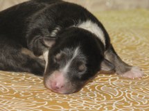 puppies