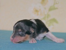 puppies