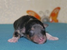 puppies