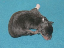 puppies