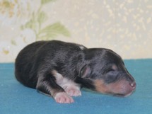 puppies