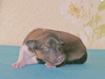 puppies