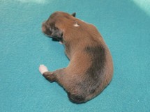 puppies
