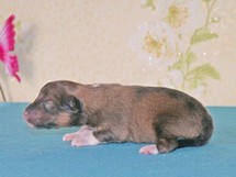 puppies