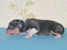 puppies