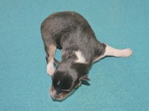puppies