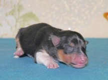 puppies