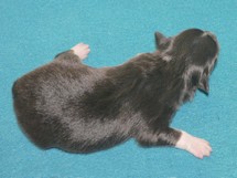puppies