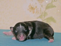 puppies