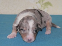 puppies