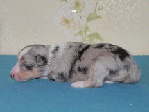 puppies