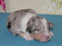 puppies