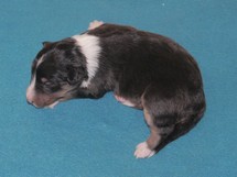 puppies