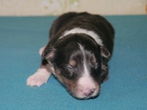 puppies