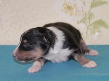 puppies