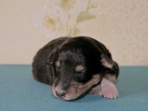 puppies