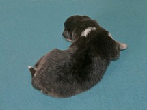 puppies
