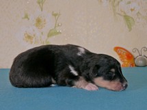 puppies