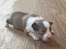 puppies