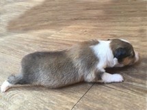 puppies