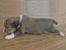 puppies