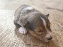 puppies