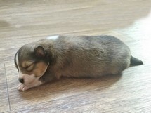 puppies