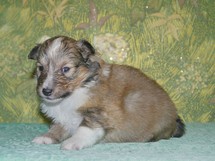 puppies