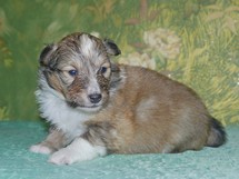 puppies