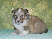 puppies