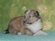 puppies