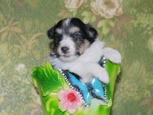 puppies