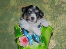puppies