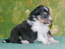 puppies