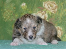 puppies