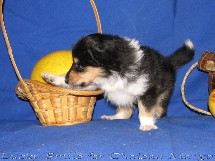 puppies