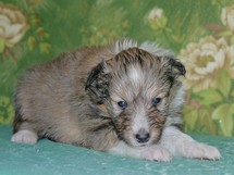 puppies